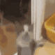 catyipee