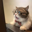 Cat WTF Emoji