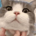 Cat Scratch Emoji