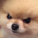 dog Emoji