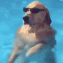 Sunglass Swim Dog Emoji