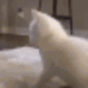 Cat Twerk Emoji