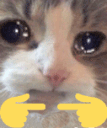 Cat Beg Emoji